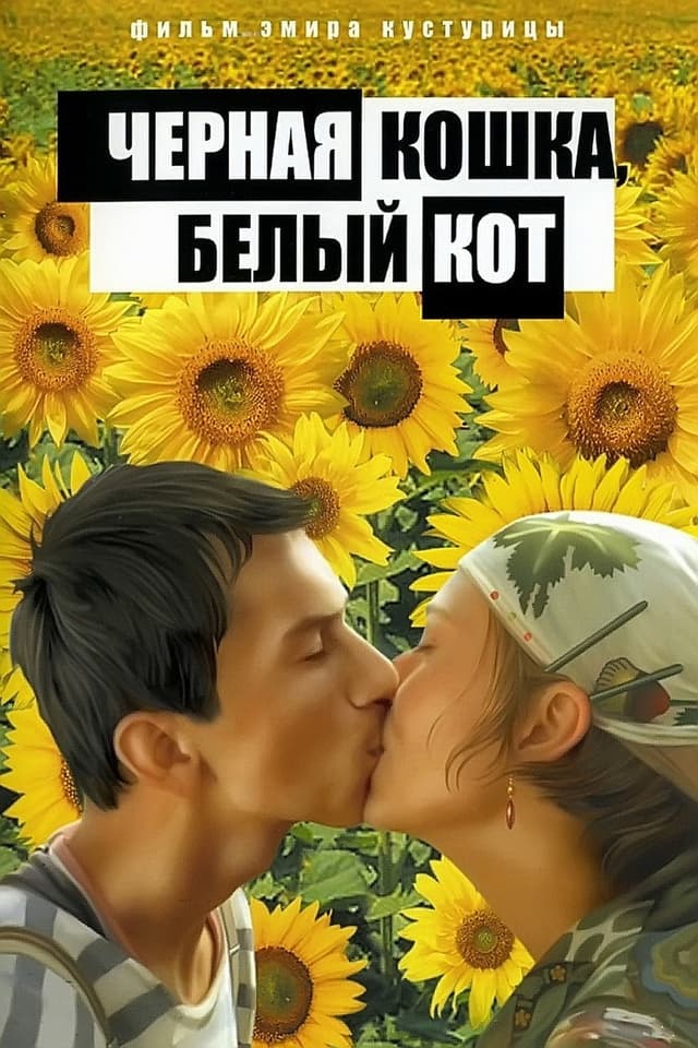 Постер Черная кошка, белый кот